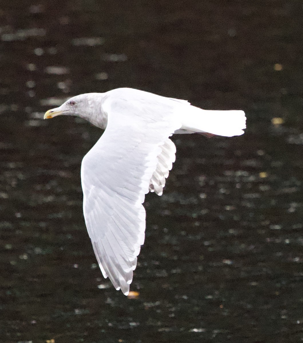 Larinae sp. - ML644972171