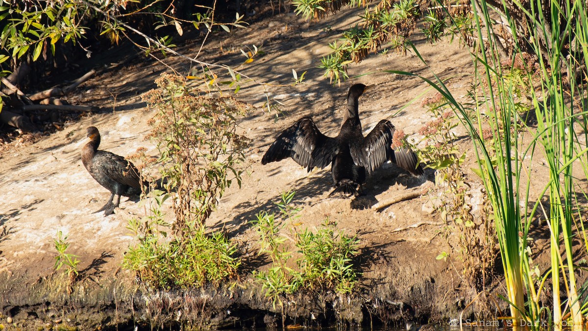 Double-crested Cormorant - ML644972173