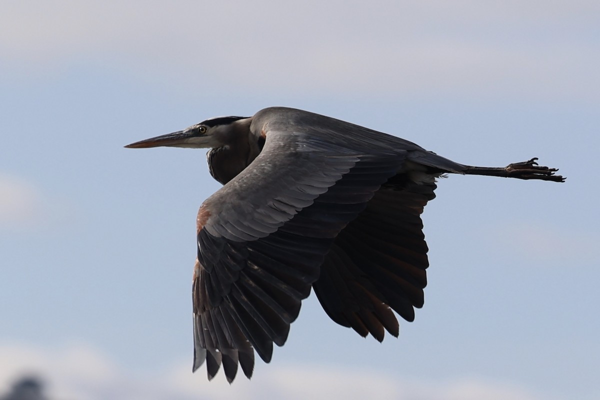 Great Blue Heron - ML644972188