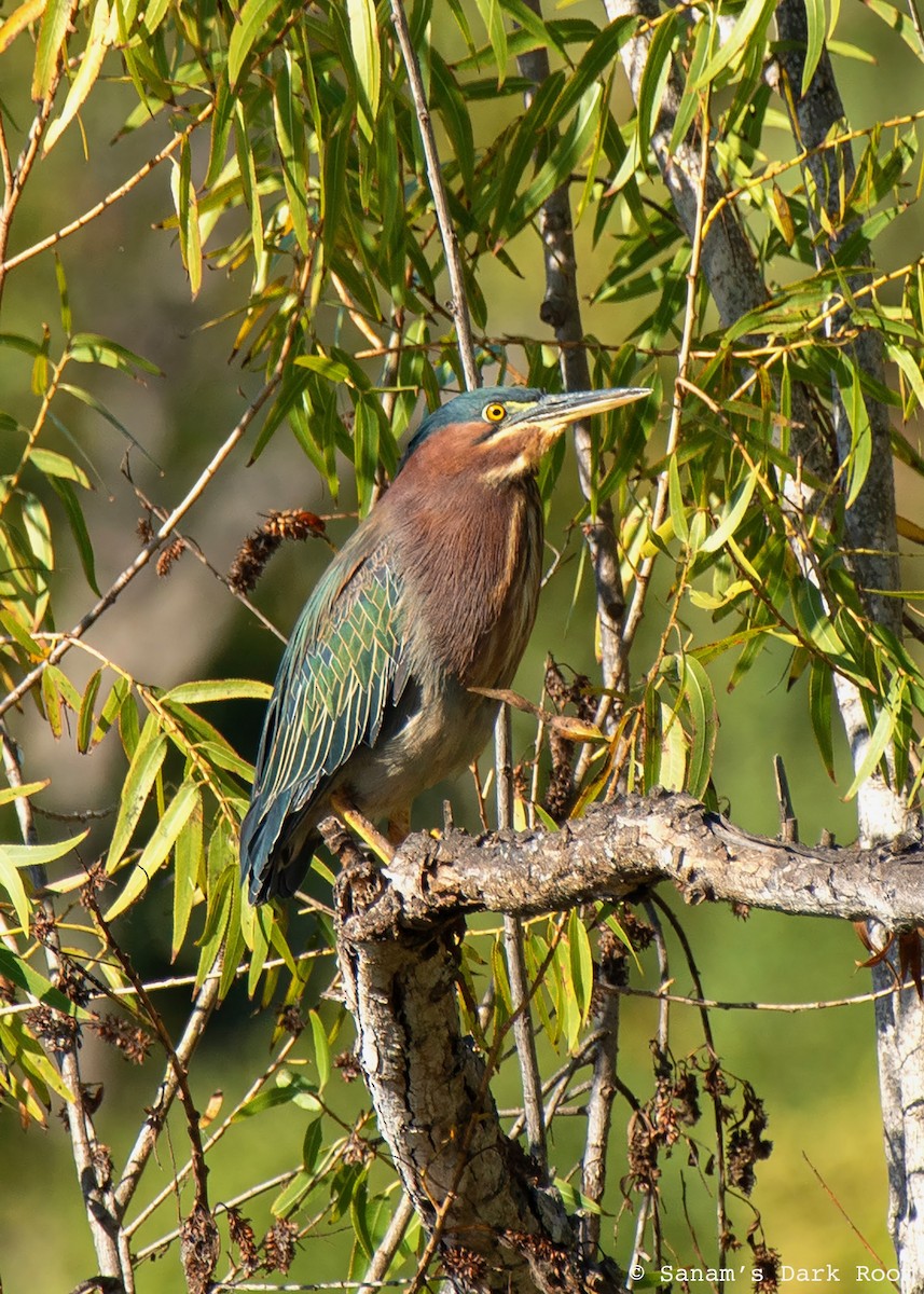 Green Heron - ML644972190