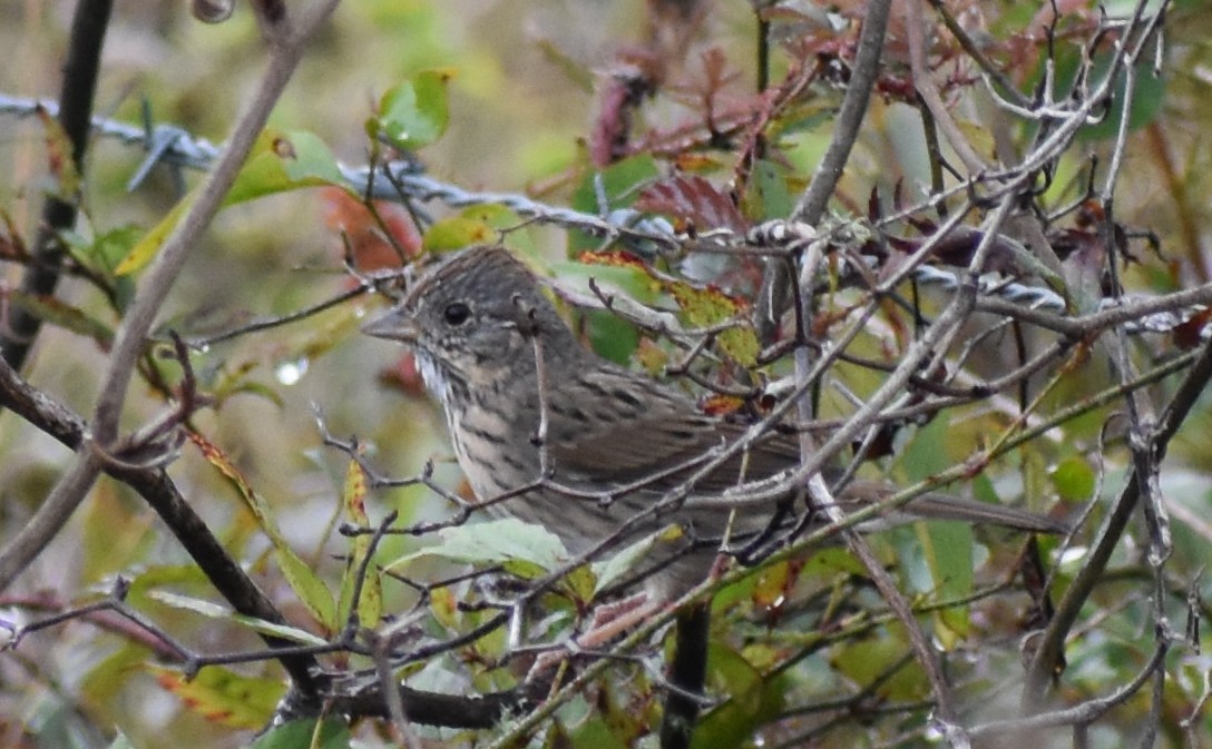 Lincoln's Sparrow - ML644972194