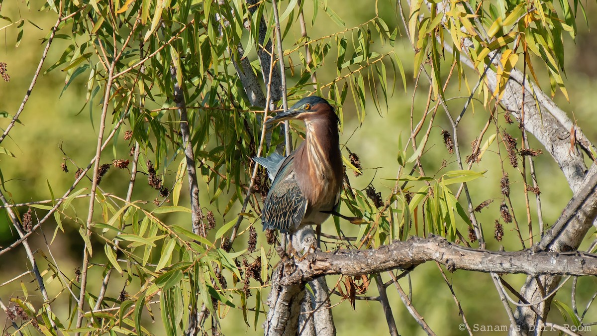 Green Heron - ML644972195