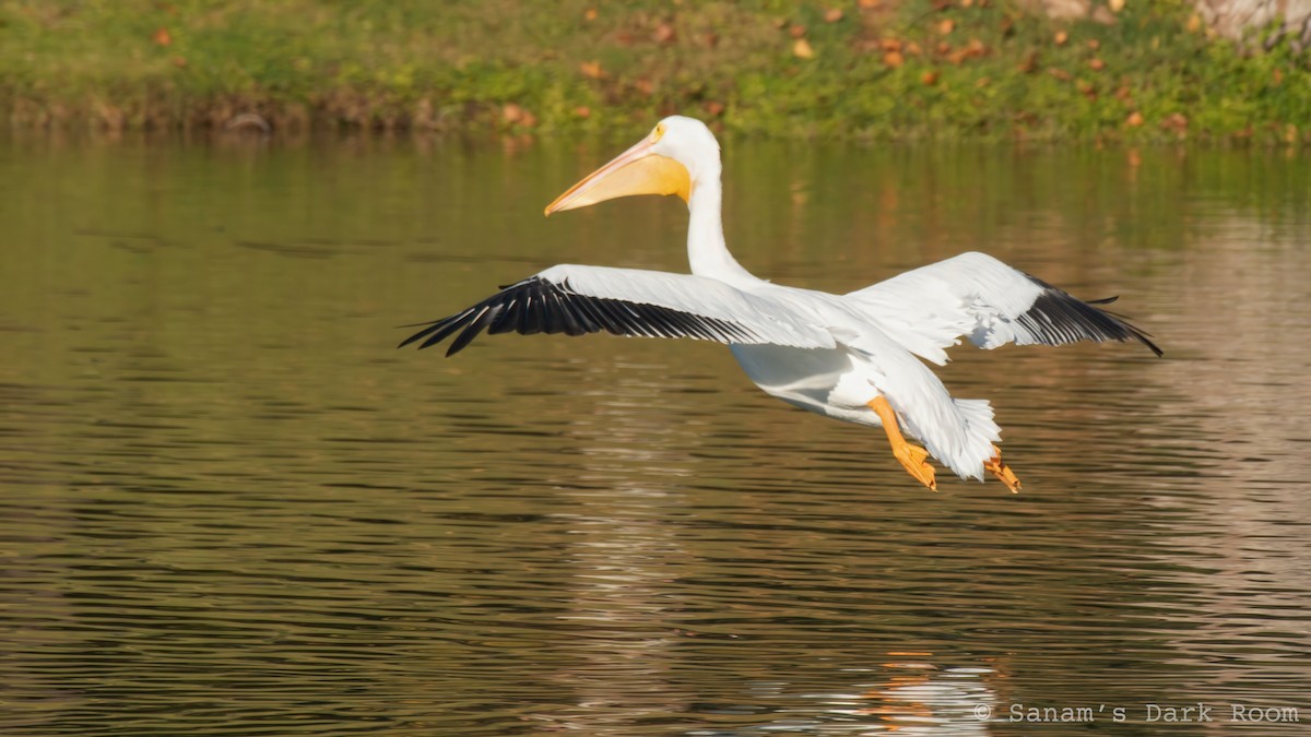 American White Pelican - ML644972196