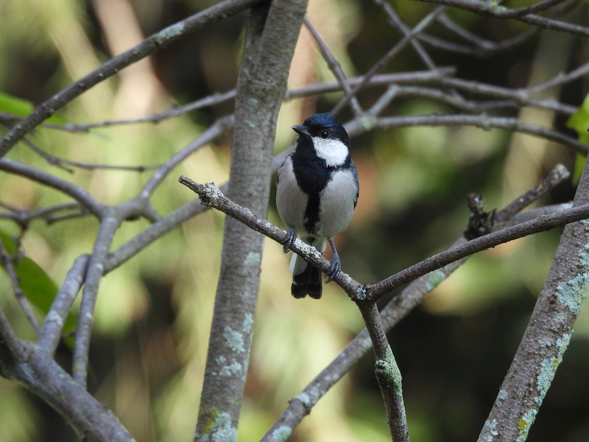 シジュウカラ（cinereus グループ） - ML644972202