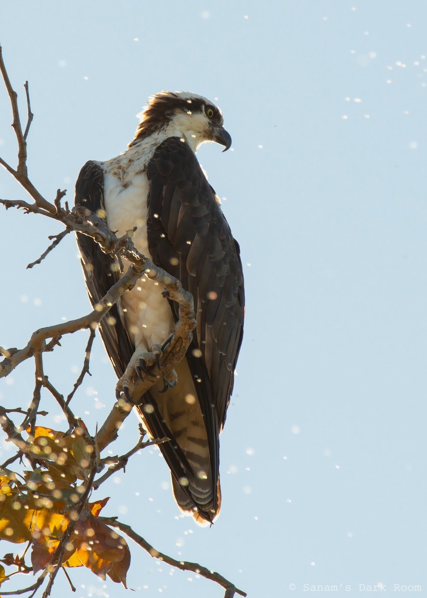 Osprey - ML644972207
