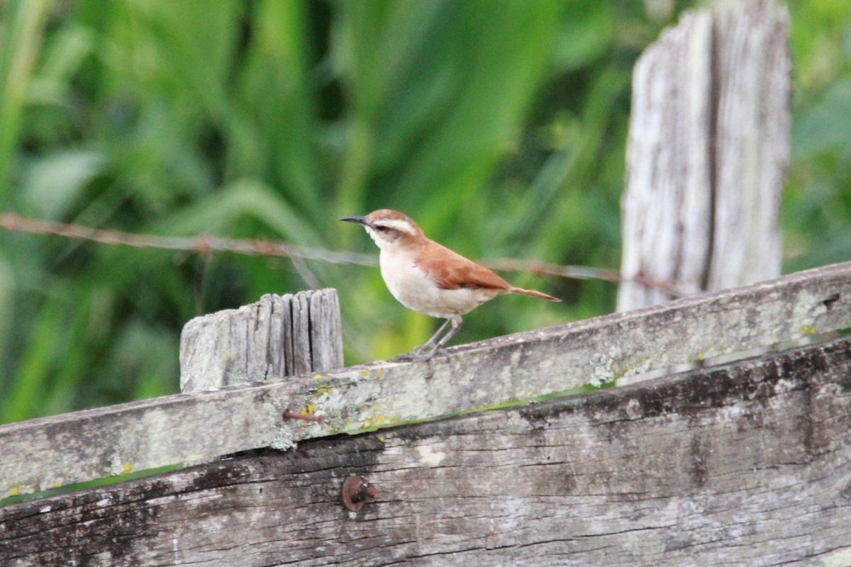 Wing-banded Hornero - ML644972208