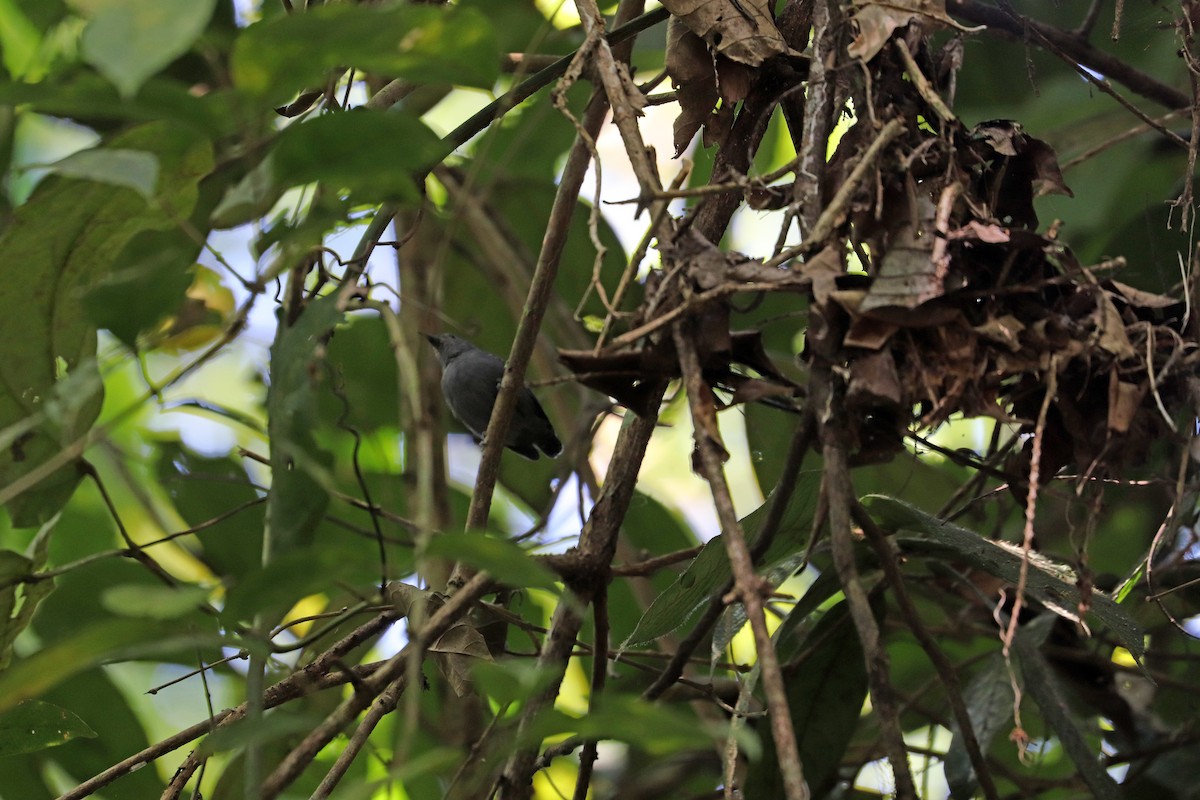 Grisin ardoisé - ML644972209