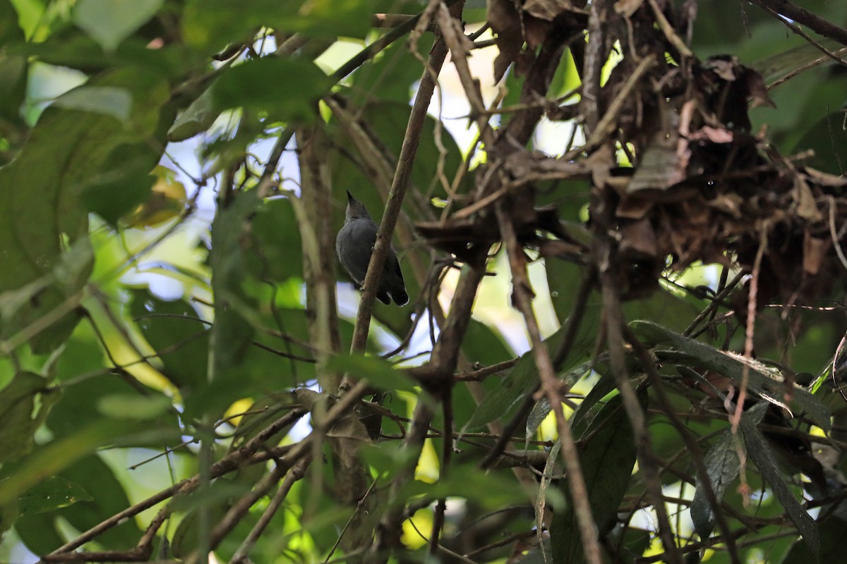 Grisin ardoisé - ML644972210