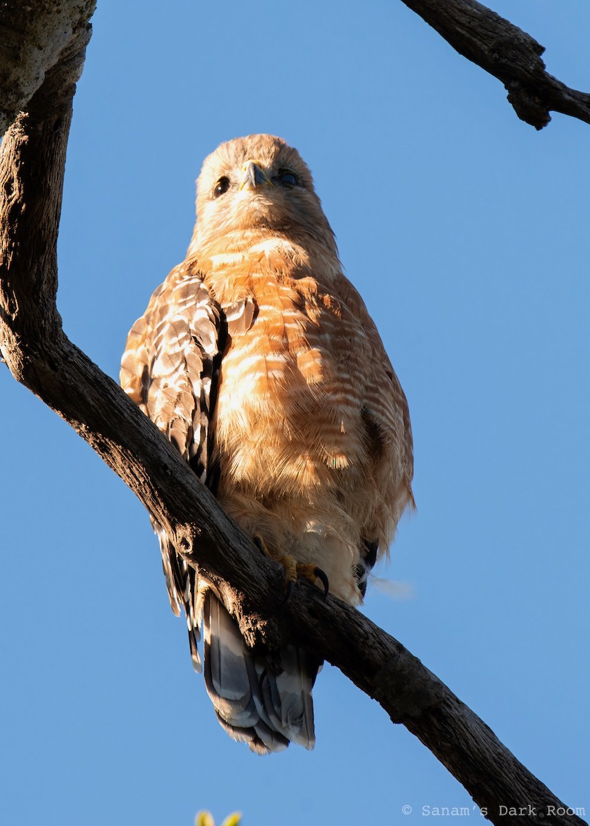 Red-shouldered Hawk - ML644972215