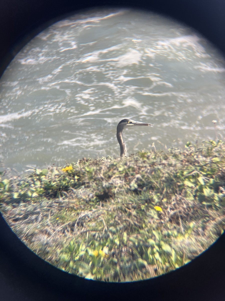 Great Blue Heron - ML644972216