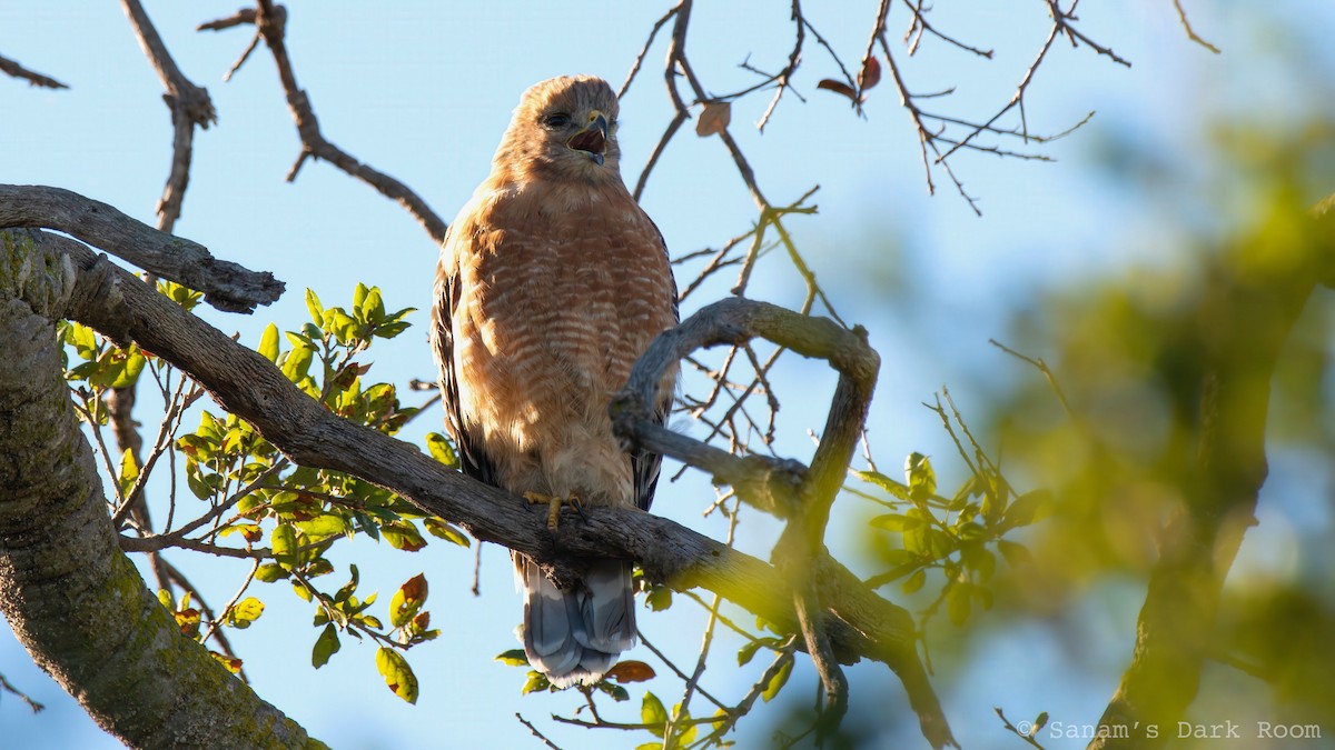 Red-shouldered Hawk - ML644972218
