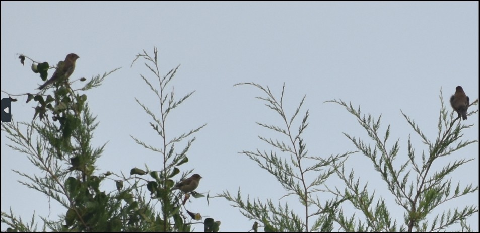 Blue Grosbeak - ML644972219