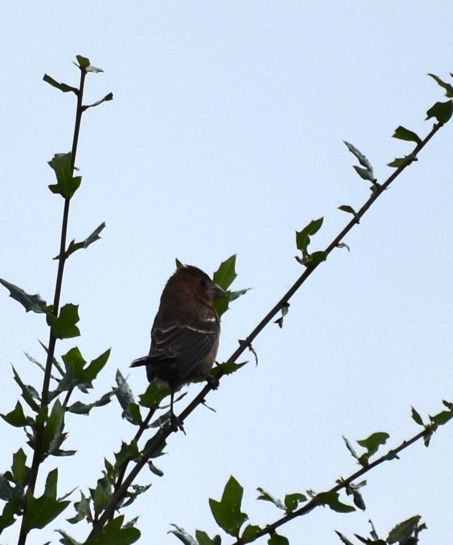 Blue Grosbeak - ML644972220