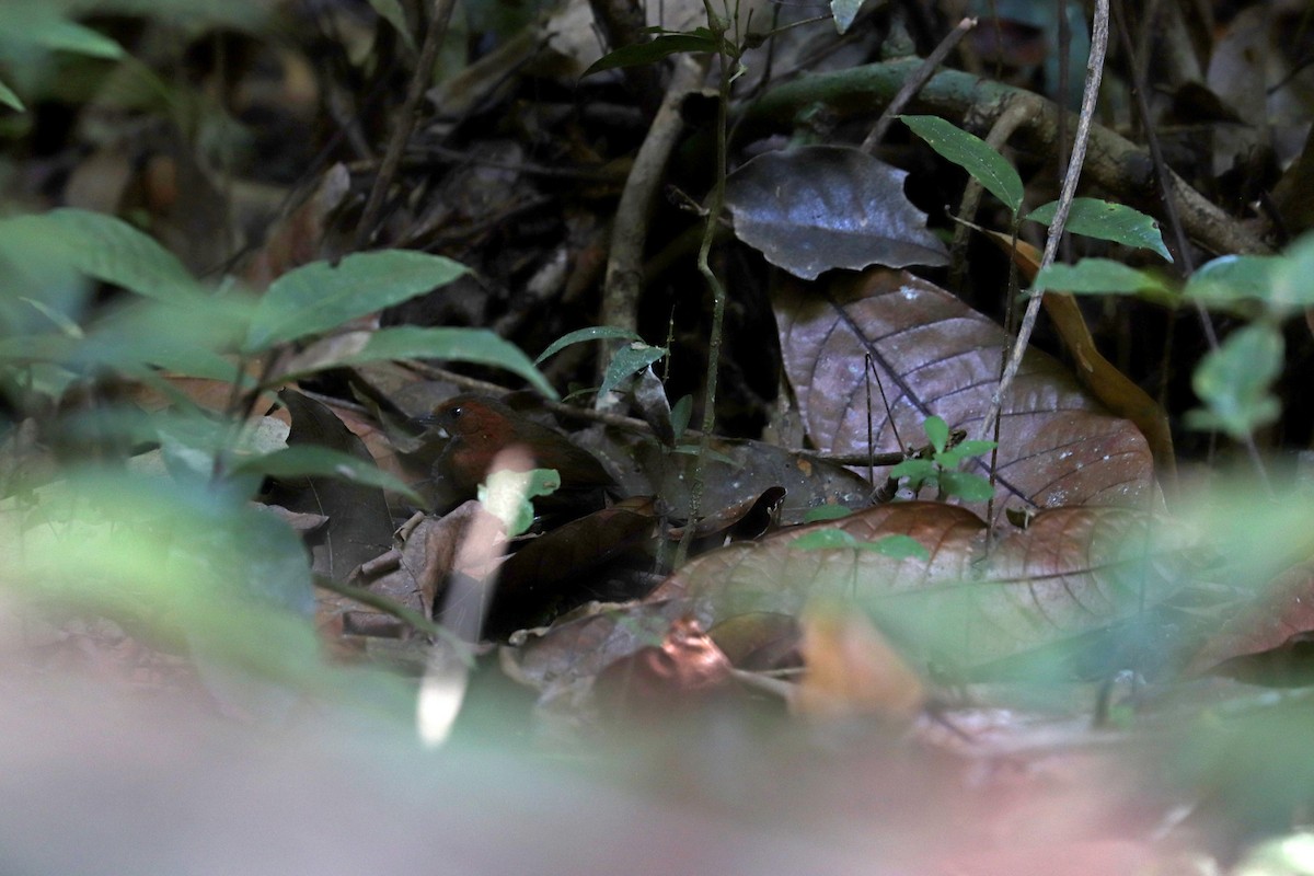 Ruddy Spinetail - ML644972238