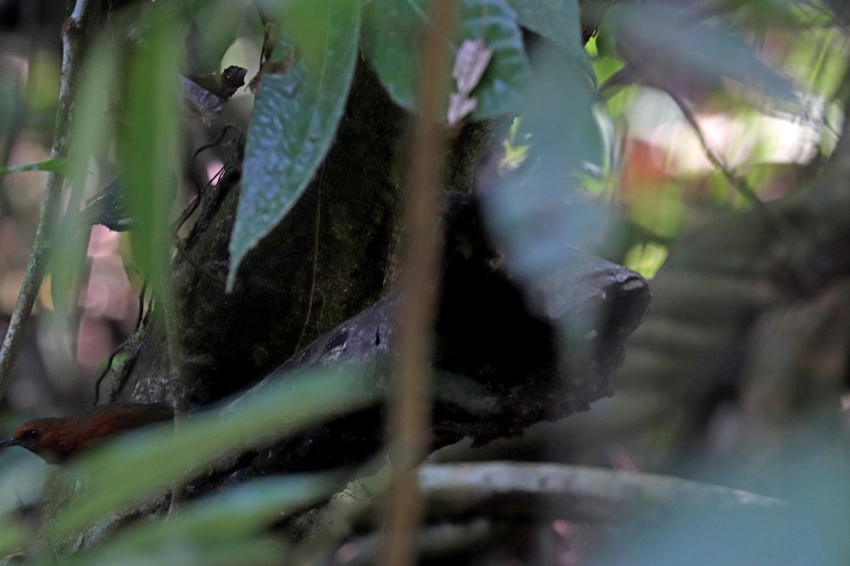 Ruddy Spinetail - ML644972239