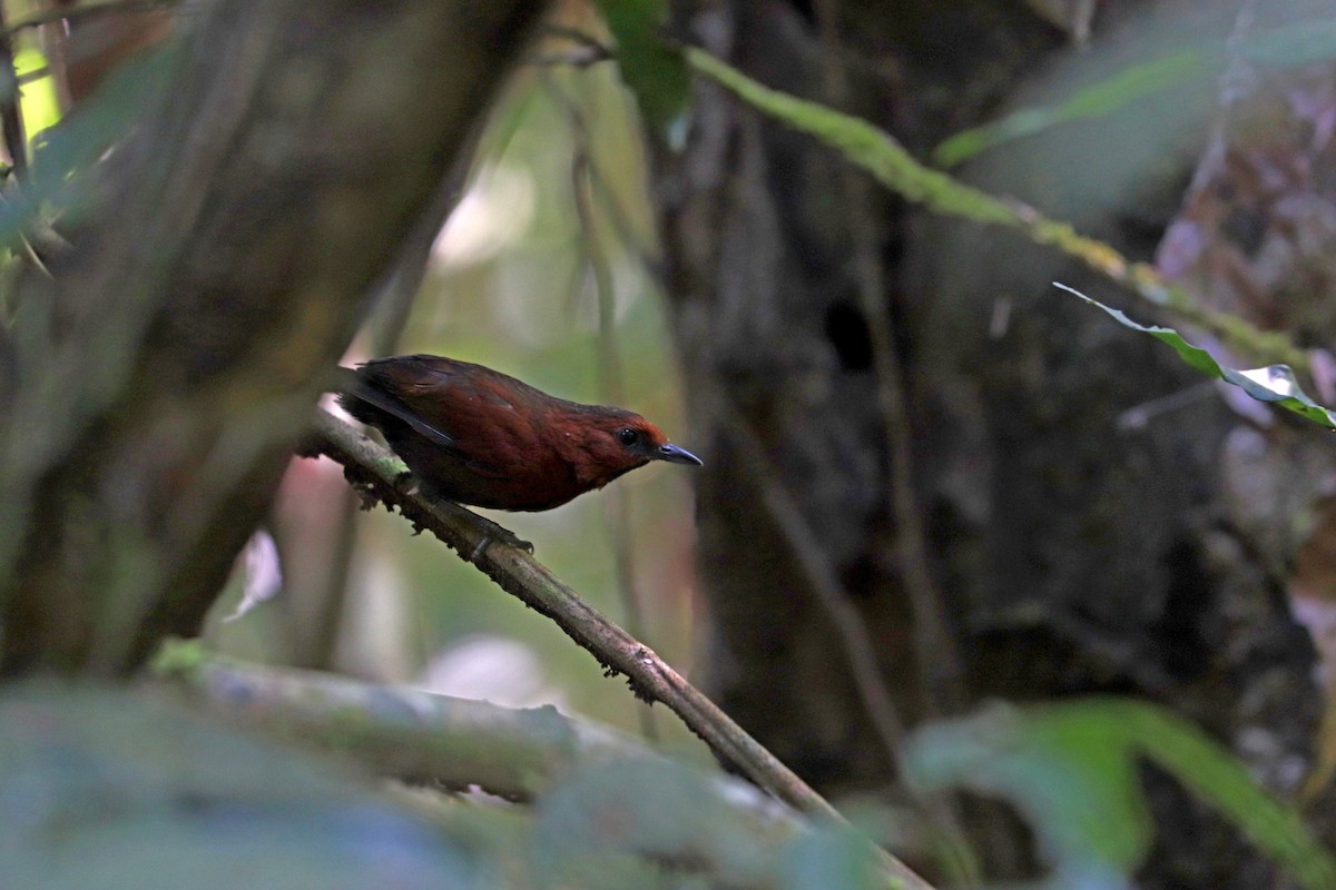 Ruddy Spinetail - ML644972240