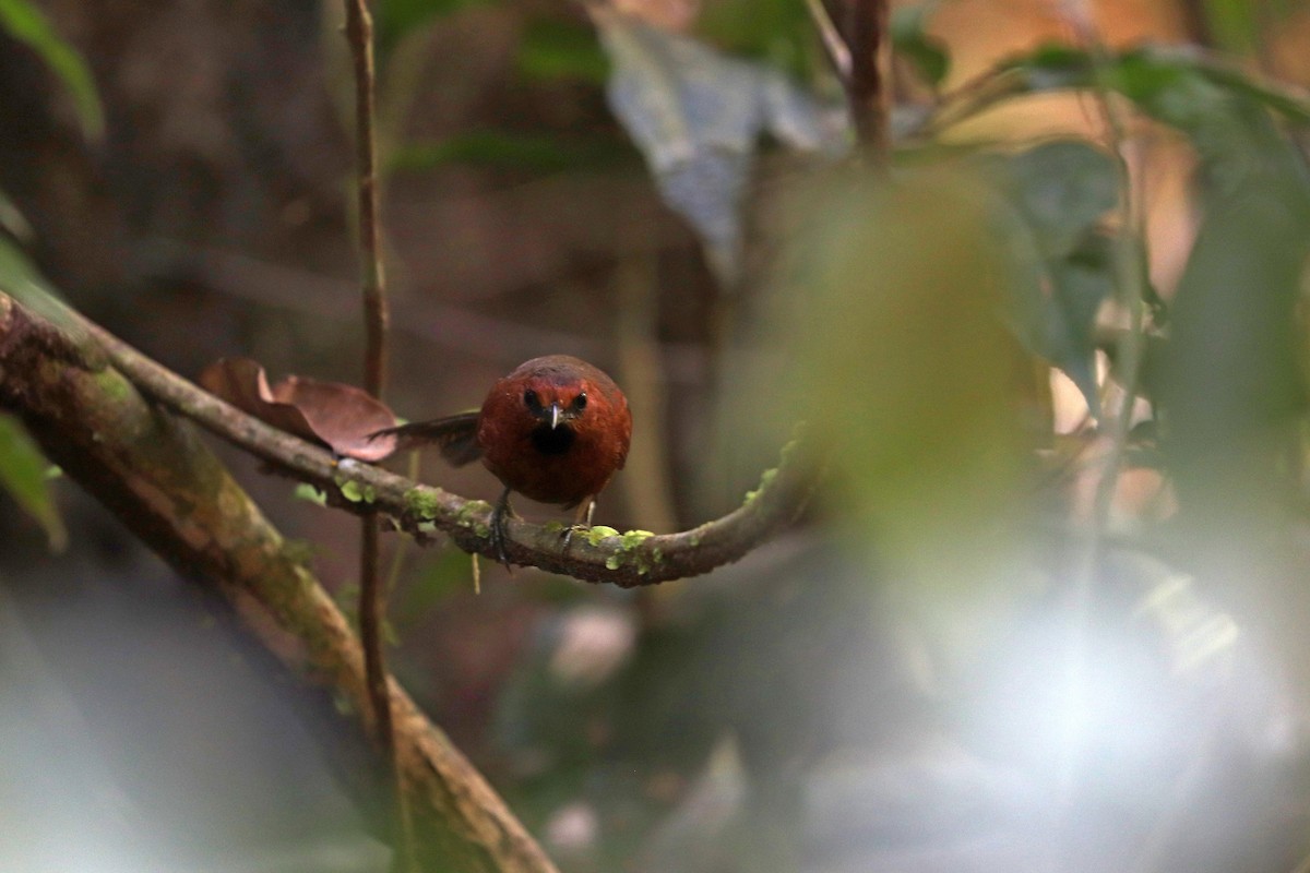 Ruddy Spinetail - ML644972241