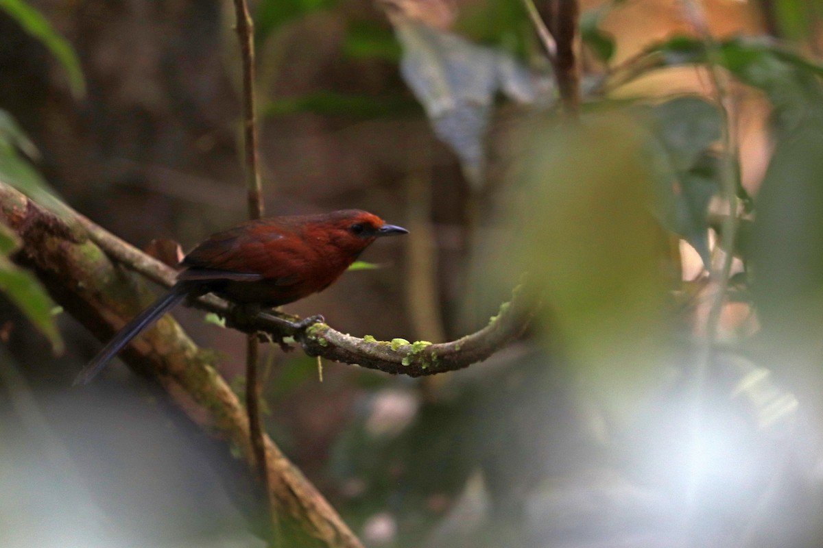 Ruddy Spinetail - ML644972242