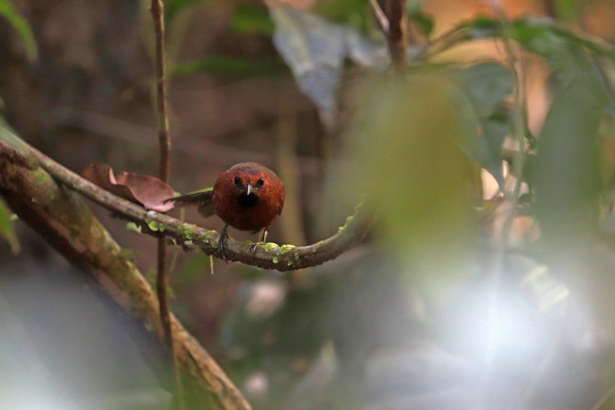 Ruddy Spinetail - ML644972243