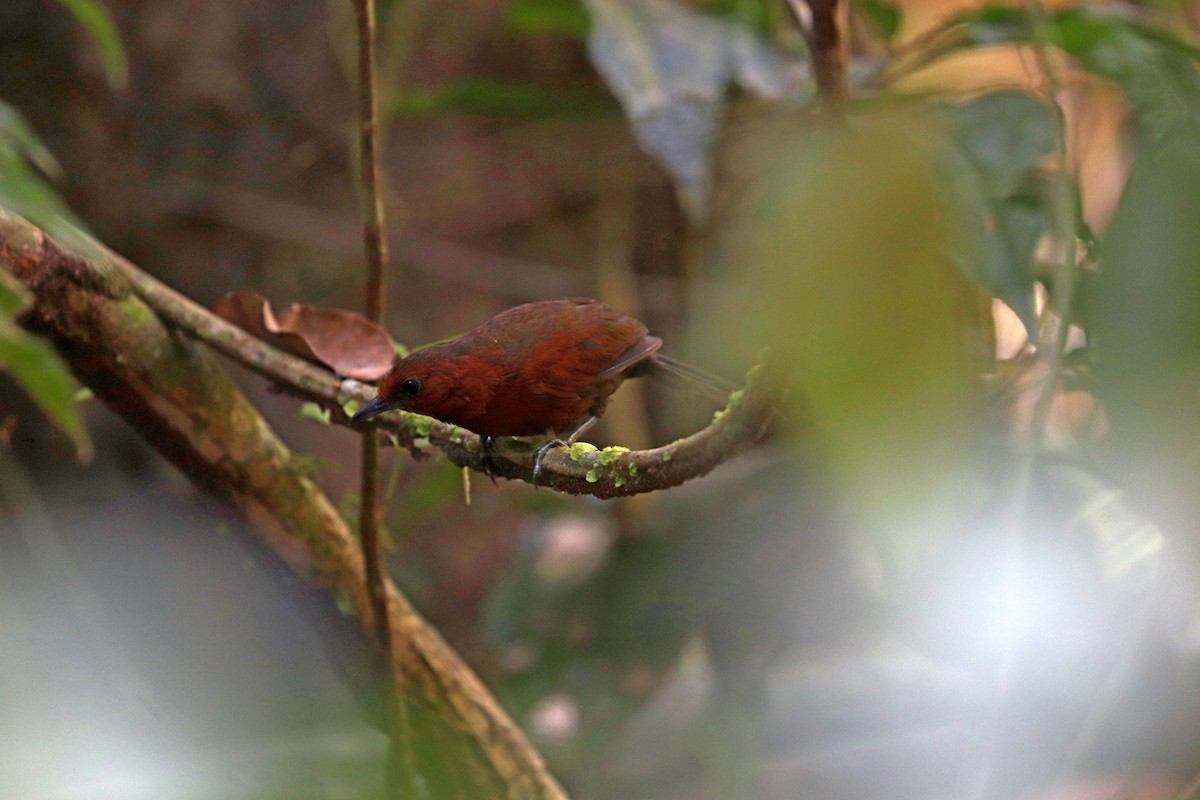 Ruddy Spinetail - ML644972244