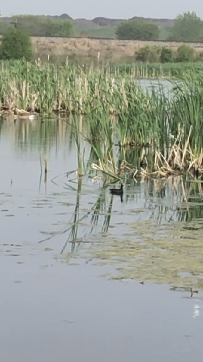 Common Gallinule - ML644972247