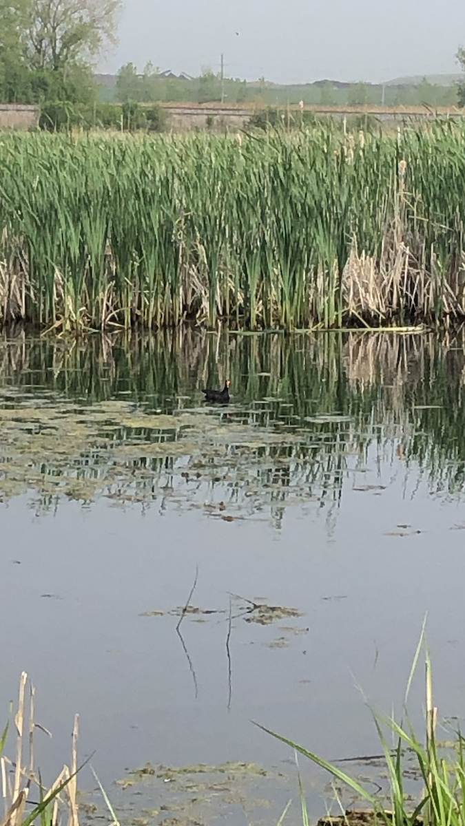 Common Gallinule - ML644972248