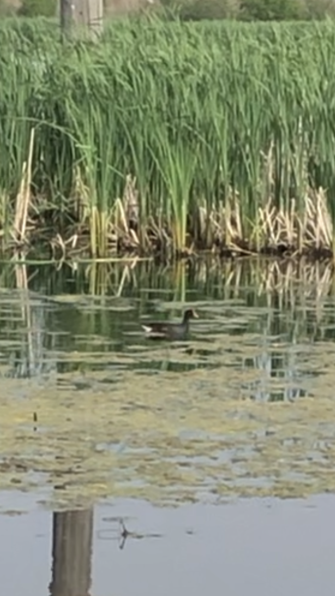 Common Gallinule - ML644972249