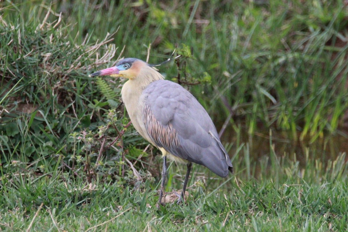 Whistling Heron - ML644972265