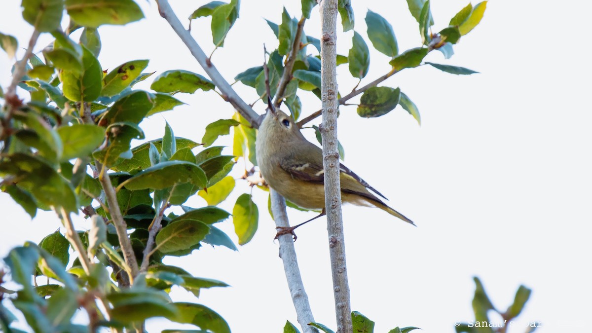 Ruby-crowned Kinglet - ML644972266