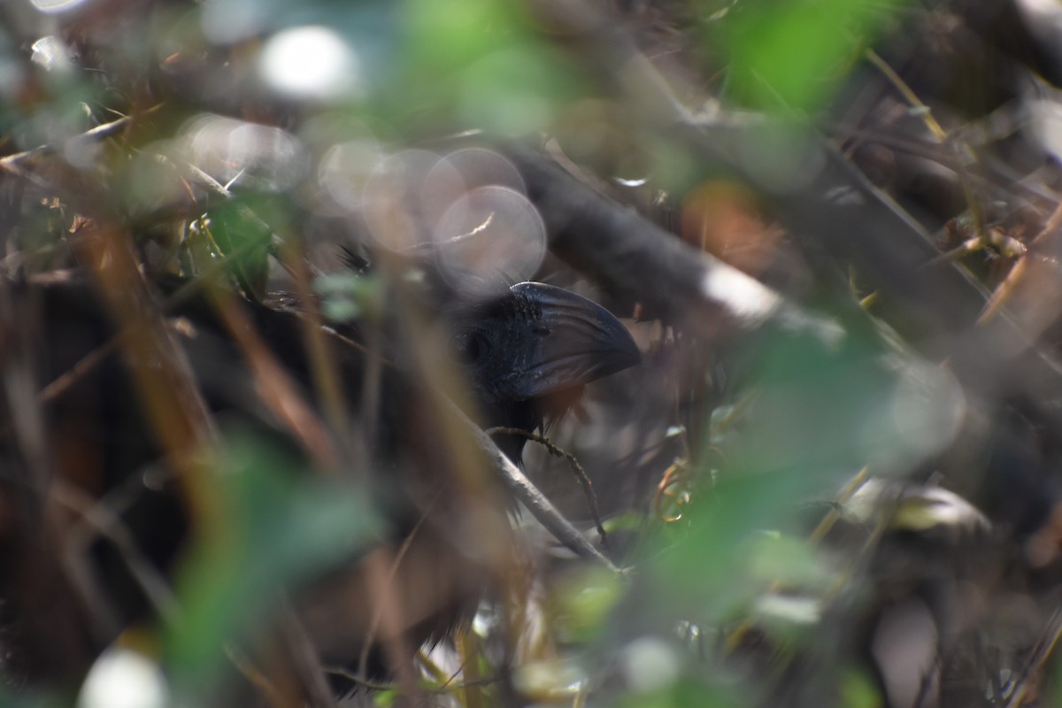 Groove-billed Ani - ML644972267