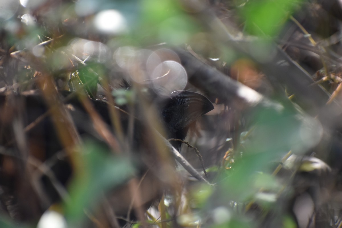 Groove-billed Ani - ML644972268