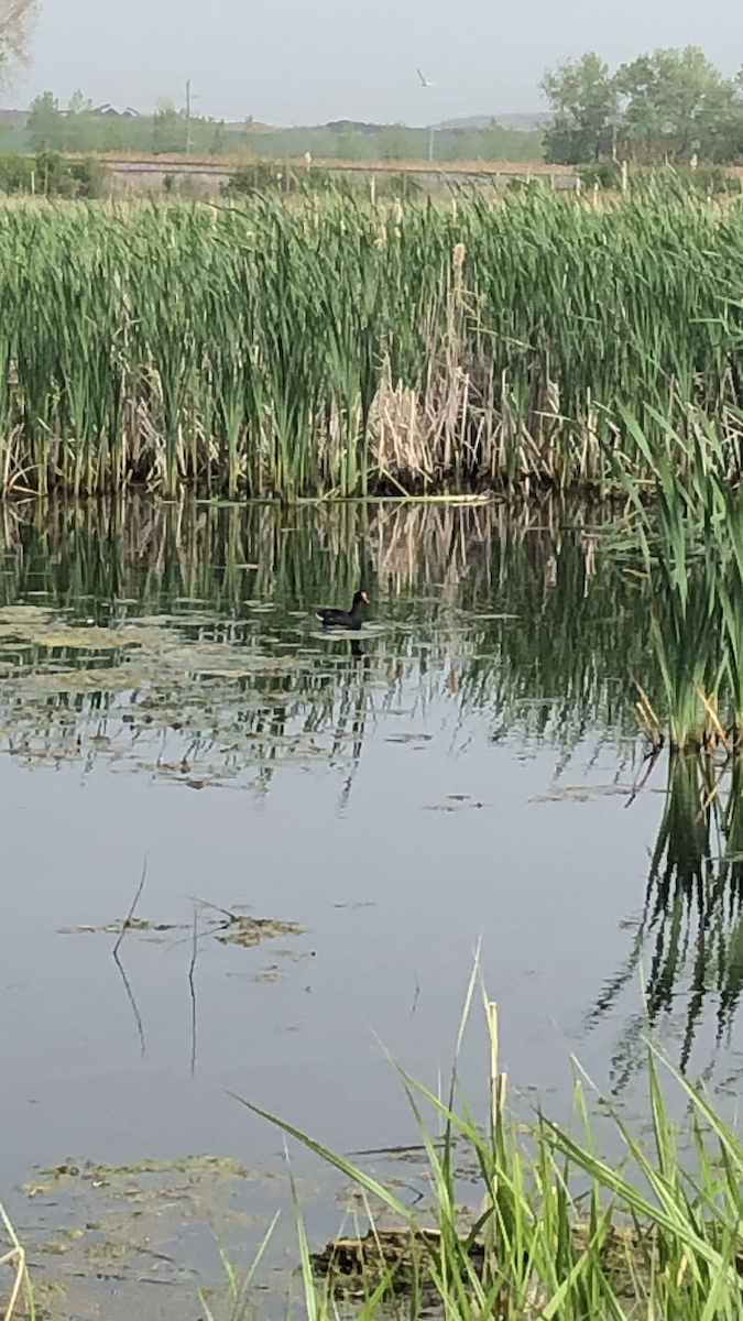 Common Gallinule - ML644972270