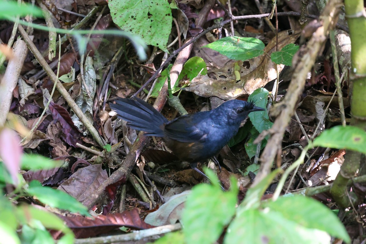 Slaty Bristlefront - ML644972271
