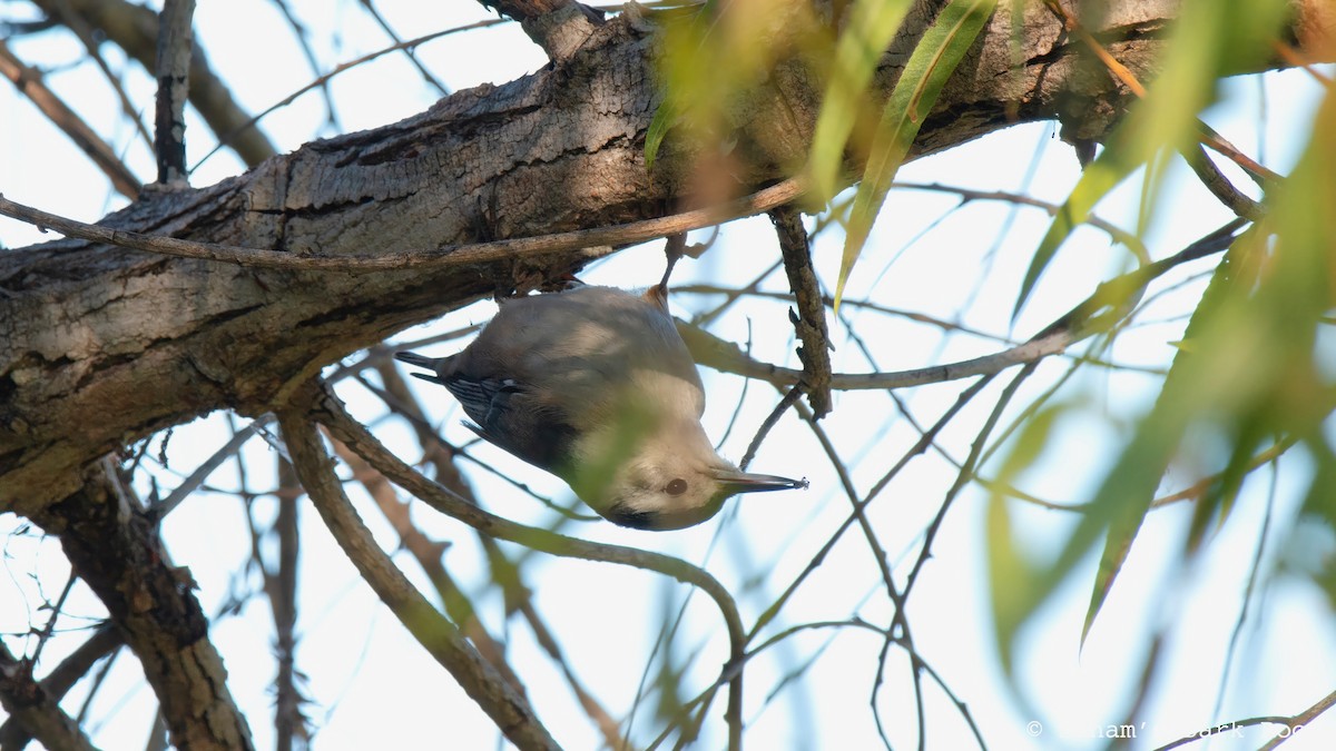 White-breasted Nuthatch - ML644972278