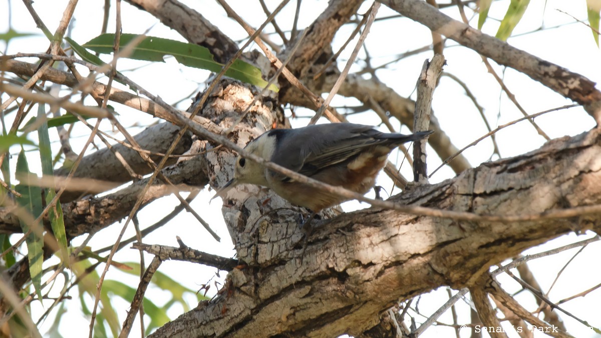 White-breasted Nuthatch - ML644972279