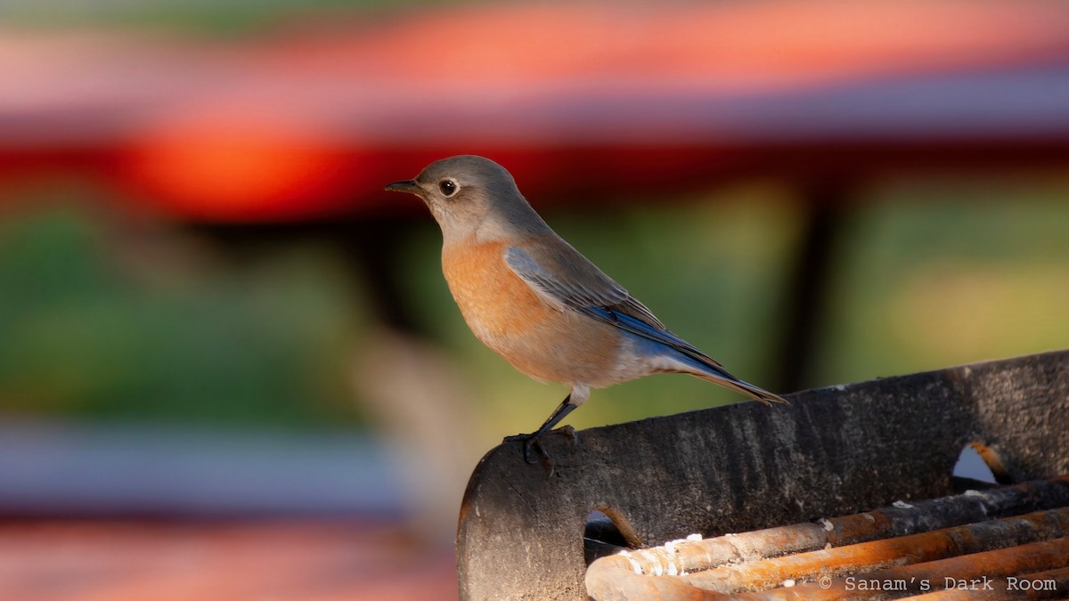 Western Bluebird - ML644972292