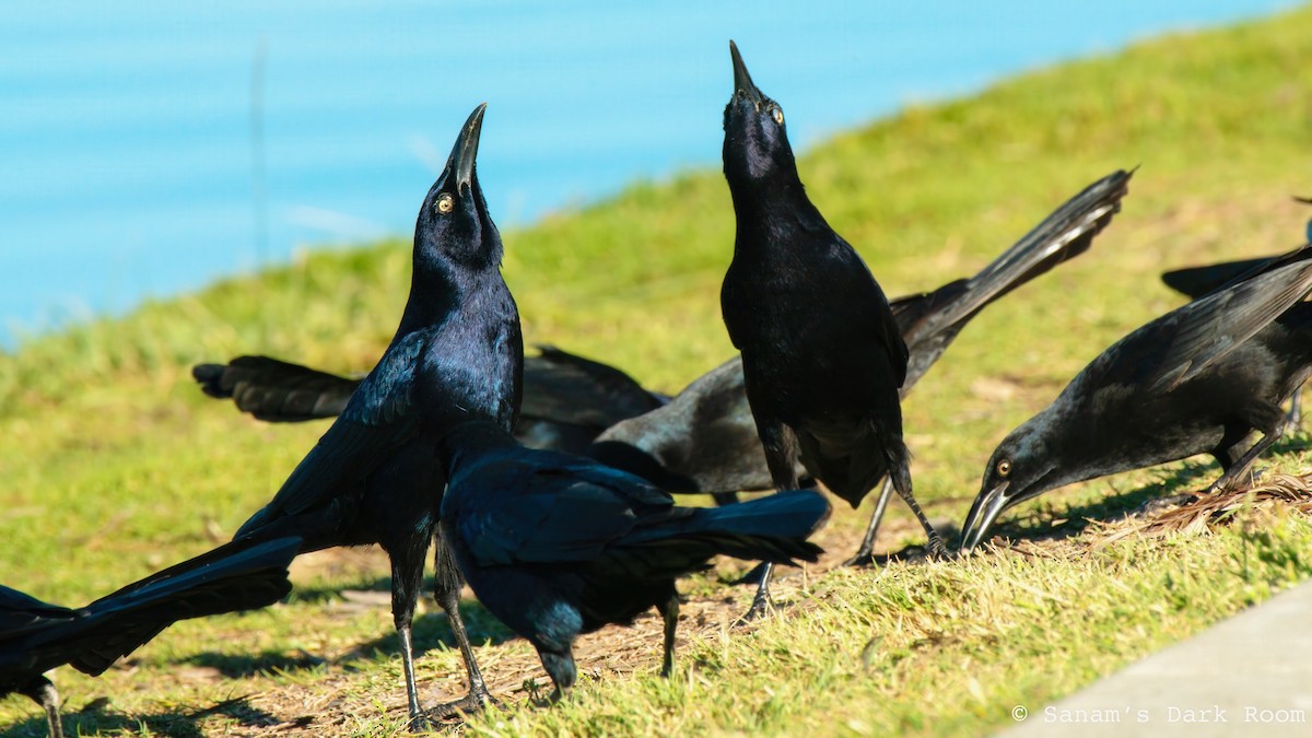 Great-tailed Grackle - ML644972294