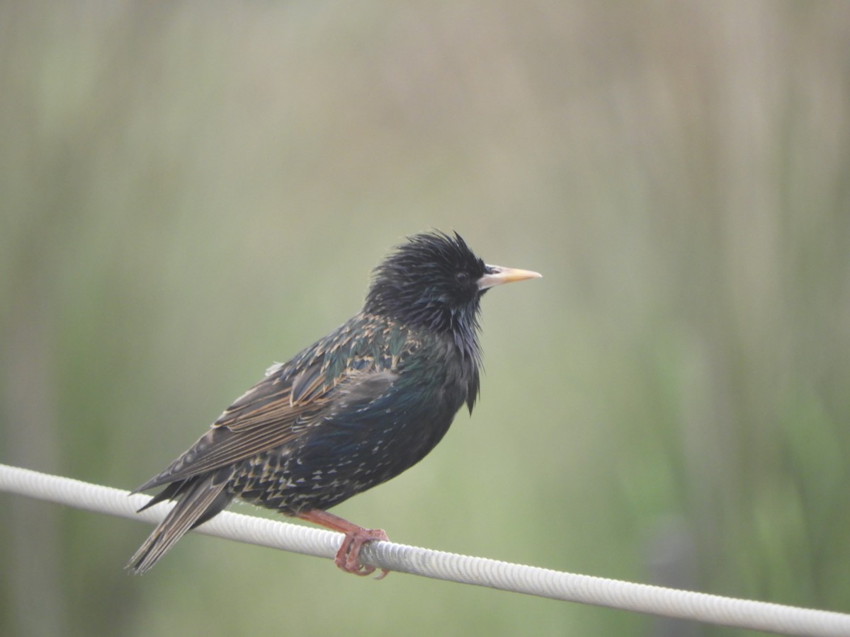 European Starling - ML644972308