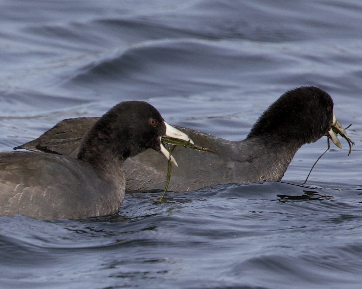 Focha Americana - ML644972317