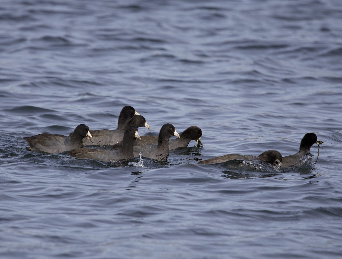 Focha Americana - ML644972319