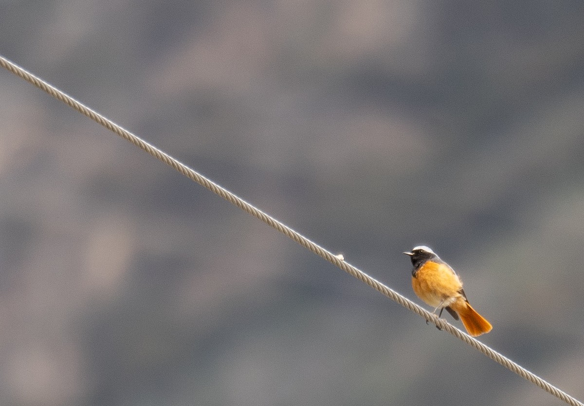 Hodgson's Redstart - ML644972326