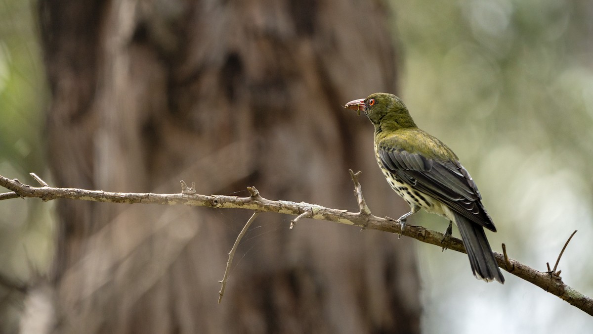 Olive-backed Oriole - ML644972334