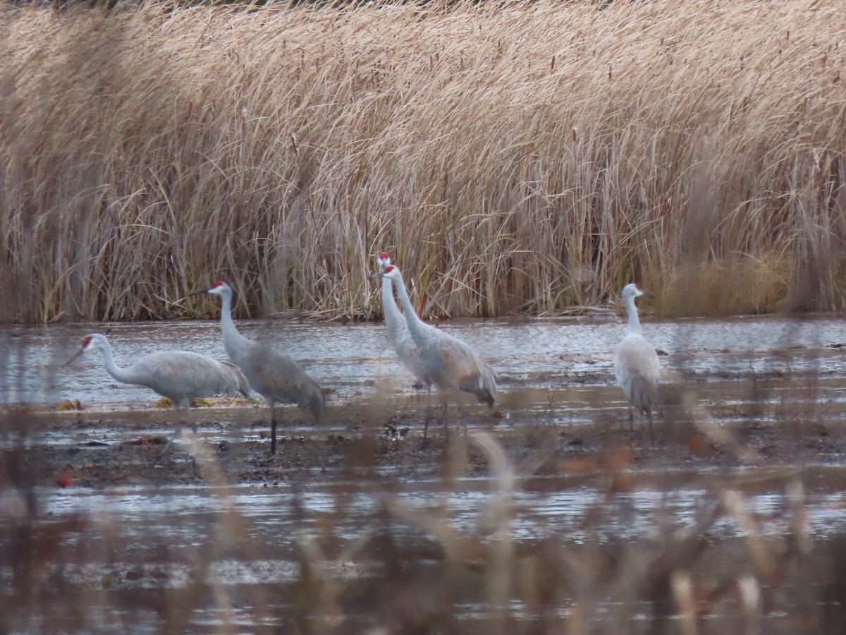 Sandhill Crane - ML644972336