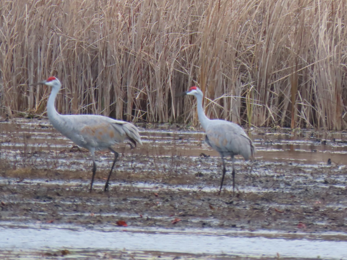 Sandhill Crane - ML644972341
