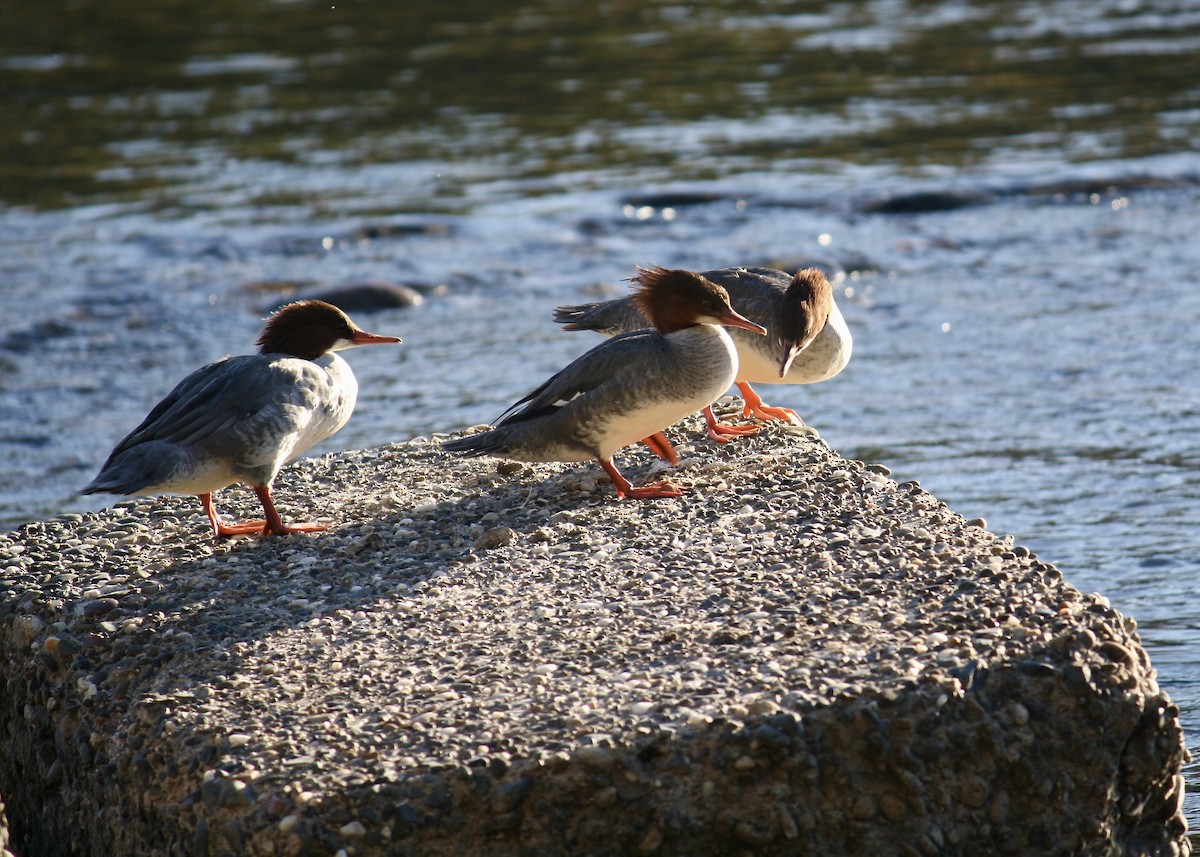 Common Merganser - ML644972342