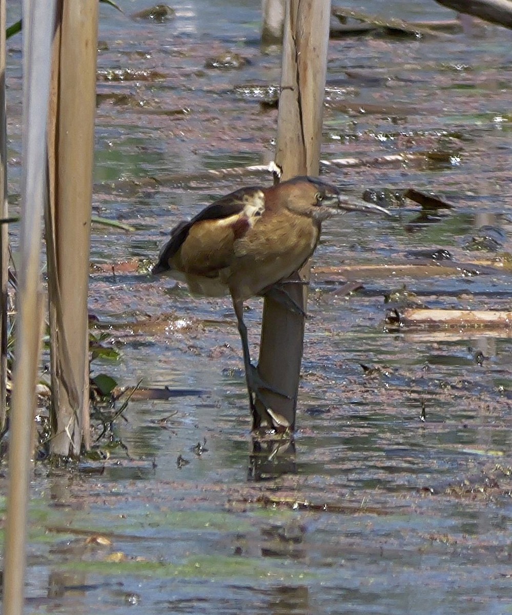 Black-backed Bittern - ML644972347