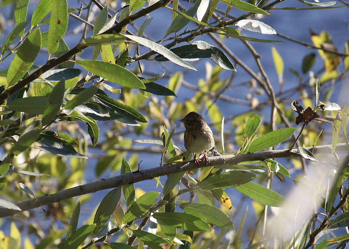 Lincoln's Sparrow - ML644972356
