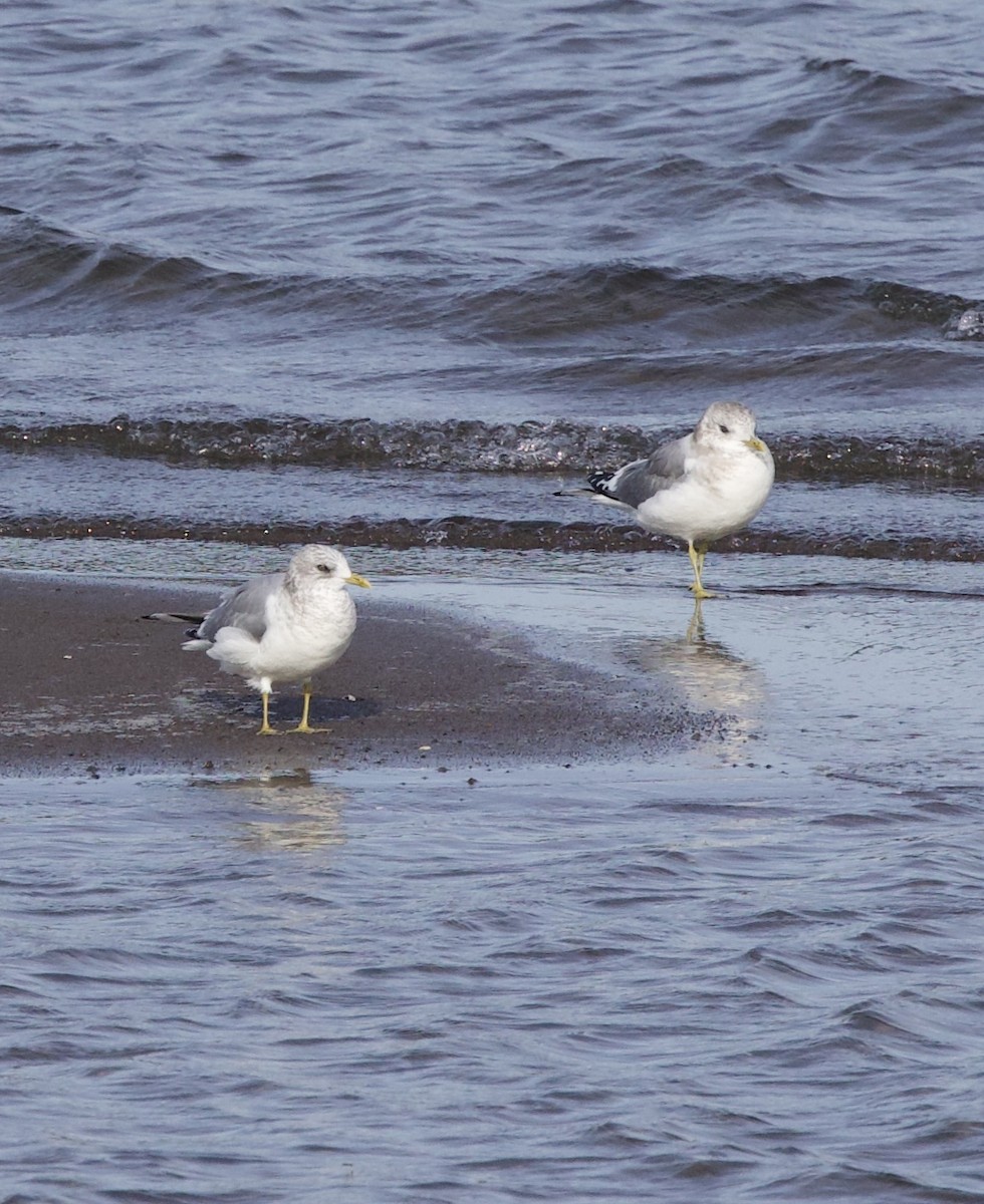 Larinae sp. - ML644972357