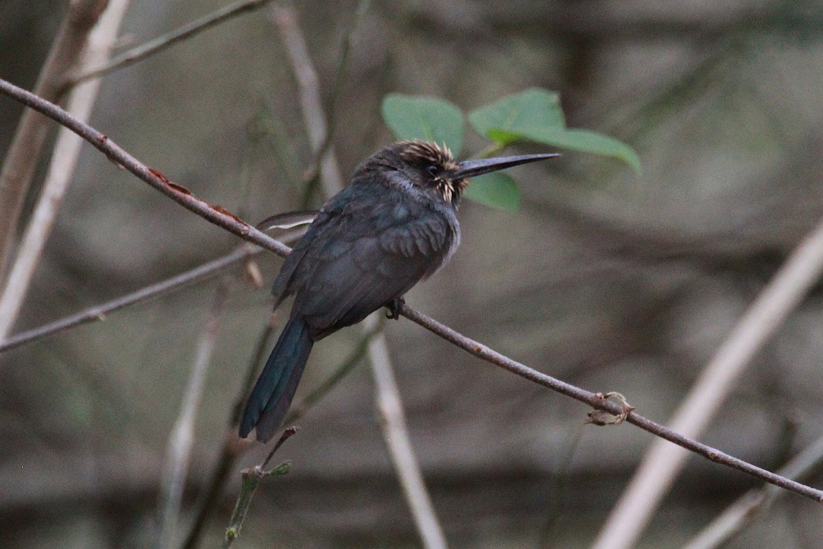 Three-toed Jacamar - ML644972361
