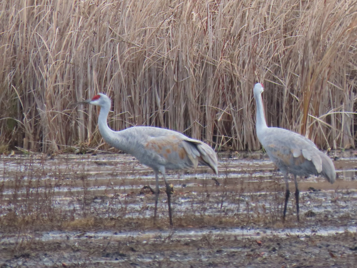 Sandhill Crane - ML644972363